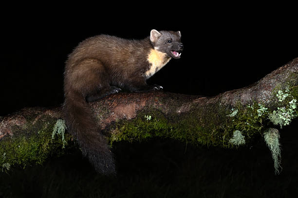 istock Pine Marten (Martes martes) in Scotland 2246534147