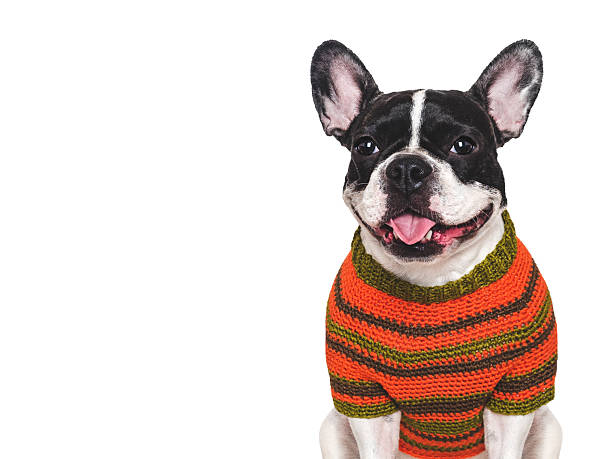 istock Cute puppy and knitted yellow sweater. Studio shot 2246534742