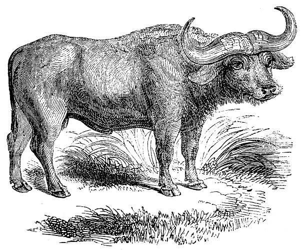 Antique zoology animal illustration: Cape Buffalo