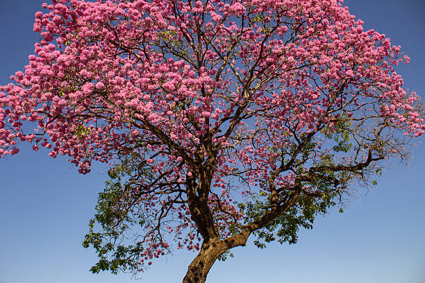istock Handroanthus impetiginosus. 2246535457