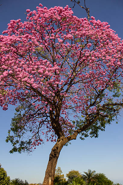 istock Handroanthus impetiginosus. 2246535469