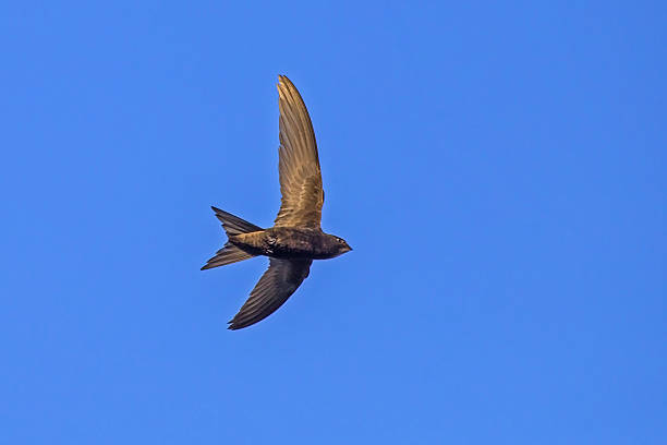 istock Black swift flying on the blue sky. 2246537025