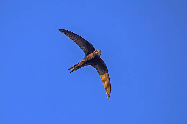 istock Black swift flying on the blue sky. 2246537026
