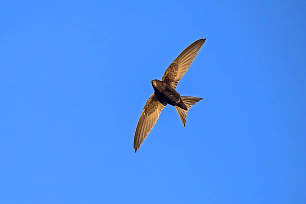 istock Black swift flying on the blue sky. 2246537027