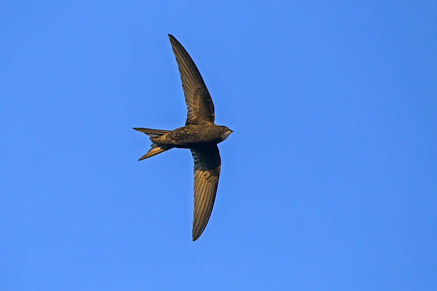 istock Black swift flying on the blue sky. 2246537187