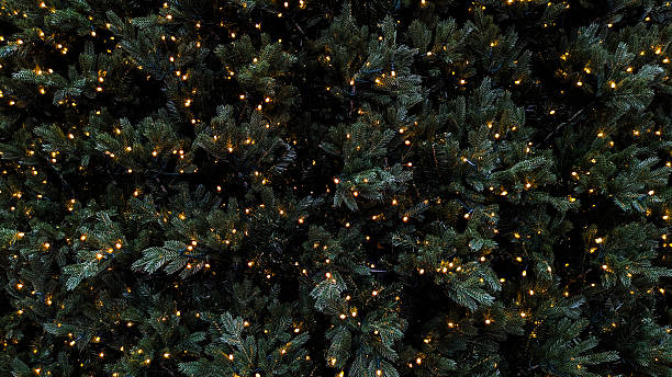 Green evergreen pine branches covered with shimmering golden string lights, providing a holiday decoration background with copy space