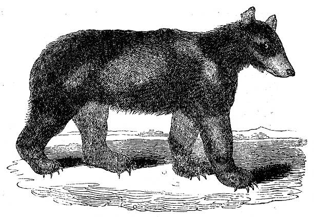 Antique zoology animal illustration: American Black Bear