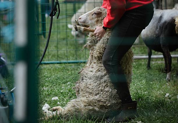 istock Shearing a Sheep on the Farm 2246541893