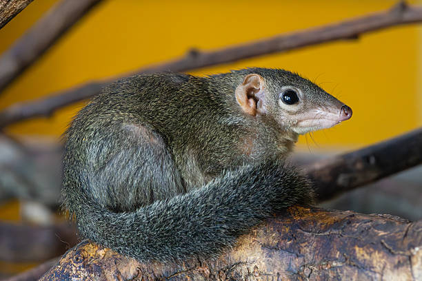 istock Northern treeshrew on a branch 2246542009