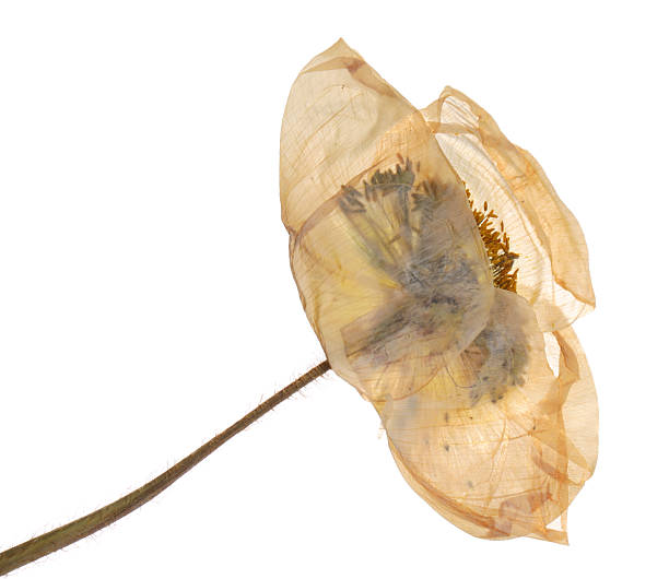 istock Beautiful dry poppy flower on white background 2246542108