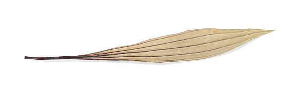 Beautiful dry plantain leaf isolated on white