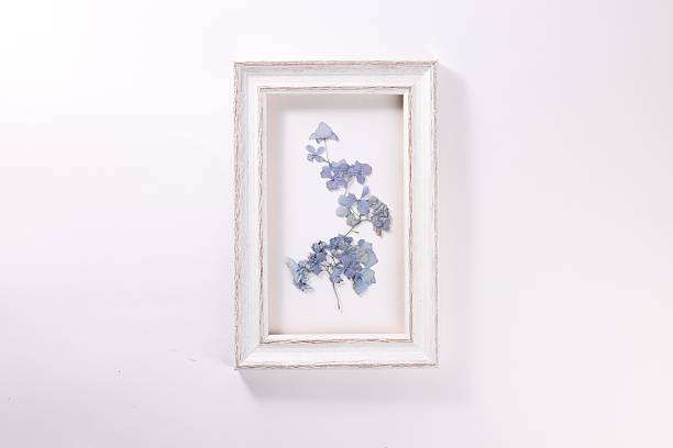 istock Beautiful dry hydrangea flowers in picture frame on white background, top view 2246542167
