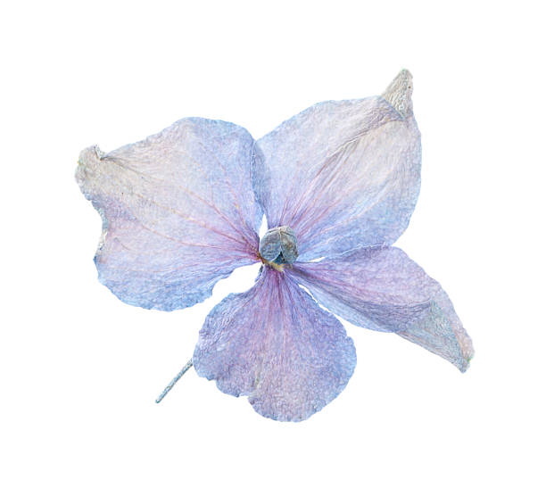 istock Beautiful dry hydrangea flower isolated on white, top view 2246542171