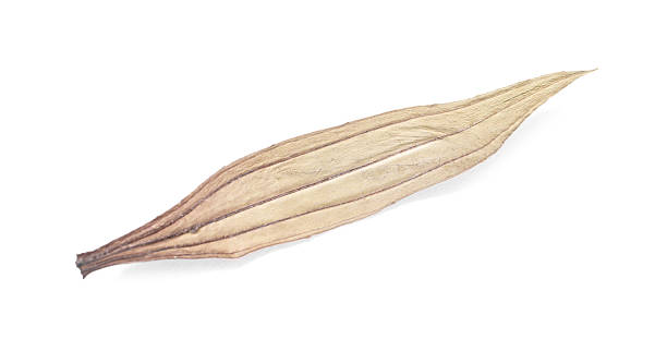 istock Beautiful dry plantain leaf isolated on white 2246542186