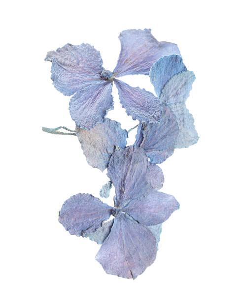 istock Beautiful dry hydrangea flowers isolated on white, top view 2246542188