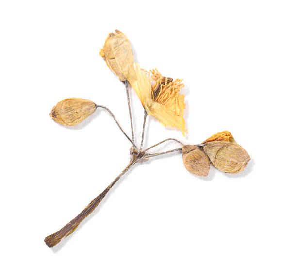 istock Beautiful dry celandine flower isolated on white, top view 2246542192