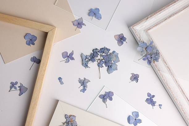 istock Beautiful dry hydrangea flowers and picture frame elements on white background, flat lay 2246542210