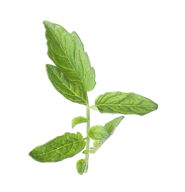 istock Tomato plant branch with green leaves isolated on white 2246543677