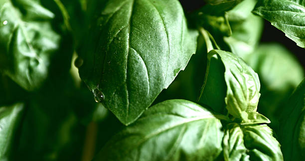 istock Single Water Droplet Gliding Off Fresh Basil Leaf in Dramatic Contrast 2246543840