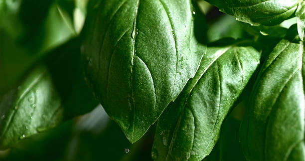 istock Single Water Droplet Cascading Down Fresh Basil Leaf on Dark Backdrop 2246543857