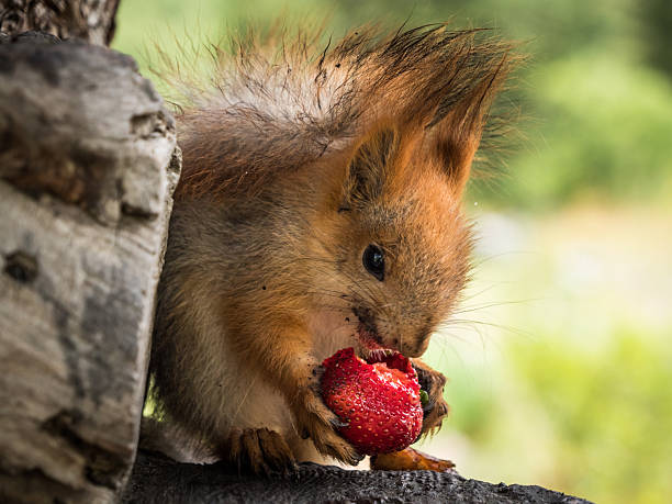 istock Squirrel eating a strawberry in Ala Archa National Park 2246544633