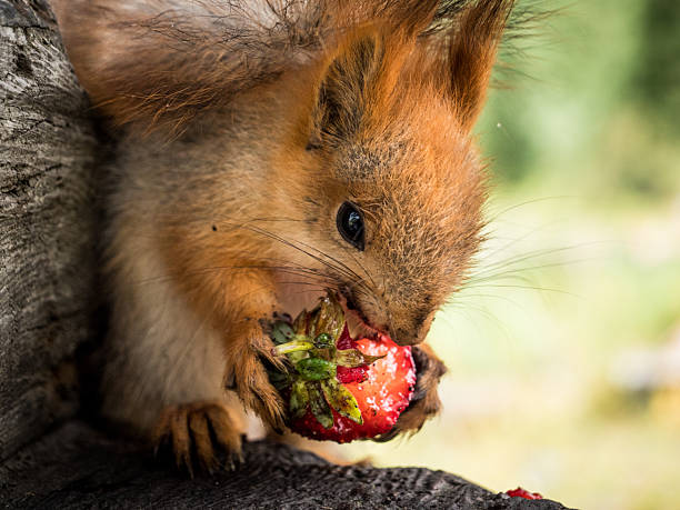 istock Squirrel eating a strawberry in Ala Archa National Park 2246544655