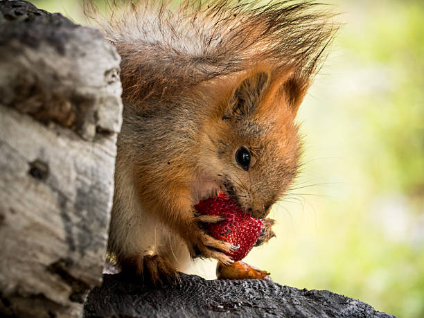 istock Squirrel eating a strawberry in Ala Archa National Park 2246544943