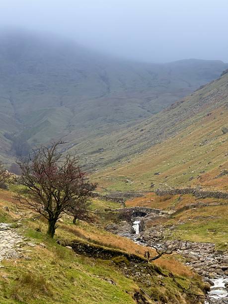 istock Hawthorn Tree By The River Derwent, Cumbria, England 2246545172