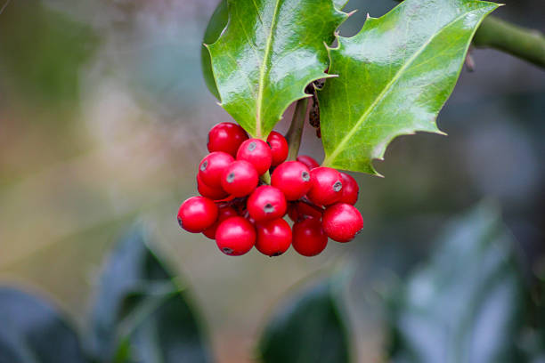 Ilex aquifolium Green Pillar is an extraordinary tree with glossy foliage with sharp thorns and colorful fruit. Branches with red berries are a traditional Christmas decoration.