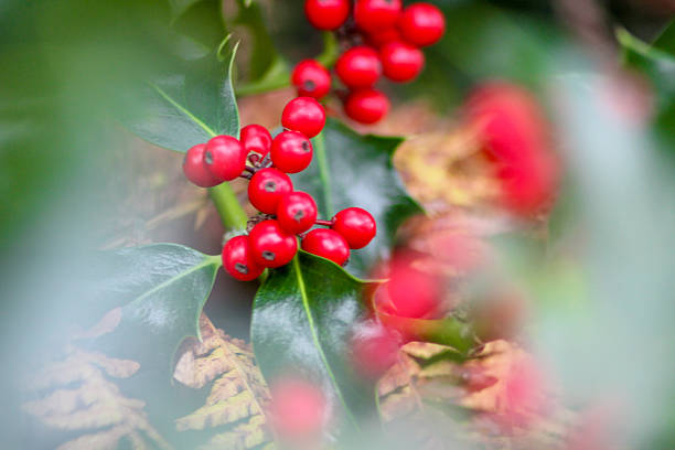 Ilex aquifolium Green Pillar is an extraordinary tree with glossy foliage with sharp thorns and colorful fruit. Branches with red berries are a traditional Christmas decoration.