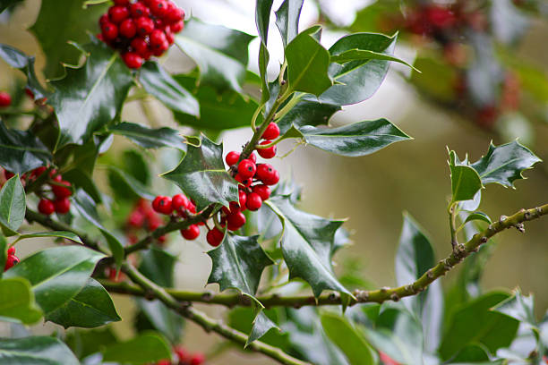 istock Branches with red berries are a traditional Christmas decoration 2246545464