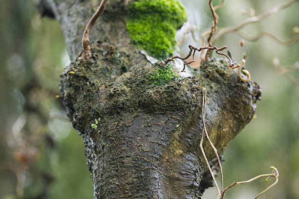 tree of corkscrew hazel, bark and twisted stems of corkscrew hazel, green lichen on bark, Corylus avellana Contorta, damp bark due to rain, bulbous tree