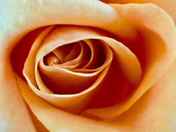 The Marilyn Monroe rose is a hybrid tea rose with large, creamy-apricot blooms that have a subtle citrus-tea fragrance and a velvety texture. It features a high-centered, globular bloom form with a pointed bud and dark green, semi-glossy foliage. This vigorous and disease-resistant variety blooms continuously from spring to fall, can grow to 4-6 feet tall, and performs well in hot weather. Here we can see the beauty of a single rose in vase and the very close-up of the middle of the rose and inside the rose. Located in Corona California.