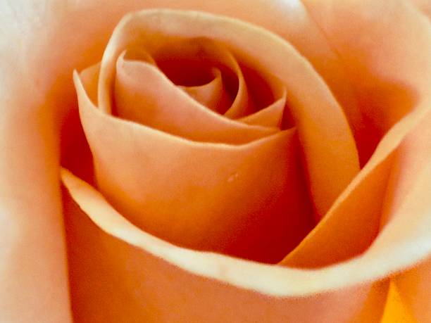 istock Single Orange Rose in the Vase 2246548268