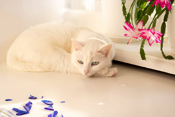 A white cat dozing on a table next to a blooming Schlumbergera flower