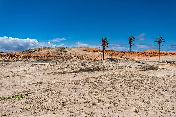 Coconut palm tree on a Caribbean beach in Cuba.