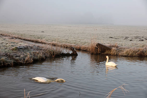 Frozen fields in fog in the Zuidplaspolder where village Cortelande will arise in the Netherlands