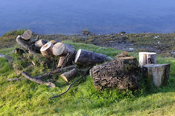 A collection of freshly cut tree logs lies on damp green grass along the edge of a calm lake, illuminated by soft late-afternoon light. The scene highlights natural textures and earthy tones, contrasting the rough wood with the smooth water in the background. Ideal for themes related to nature, environment, forestry, and outdoor activities.