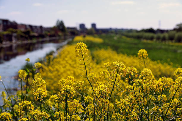 Yellow rapeseed flowers during spring in bloom along roads and ditches in the Netherlands
