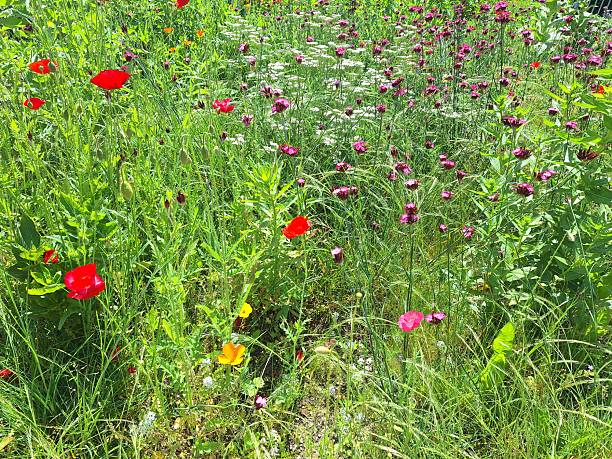 Red flowers of the poppy in bloom during spring in the Netherlands