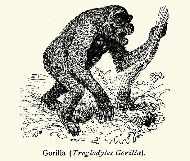 Wildlife, Primate, Western gorilla, a great ape found in Africa, Vintage illustration, 19th Century, Victorian
