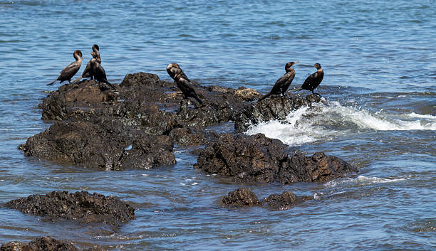 istock Punta del Este, Uruguay – Wildlife and Coastal Landscape 2246554497