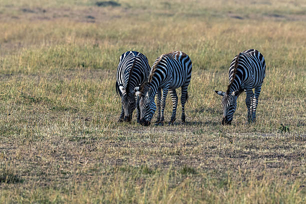 Three zebras graze peacefully on the open savannah under daylight, their striped patterns standing out against the dry grassland of the African wilderness.