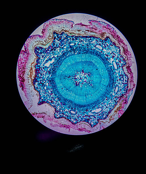 istock Microscopic view of pine mature wood stem. 2246557627