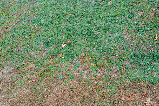 istock lawn in backyard in bad condition need improvement 2246558729