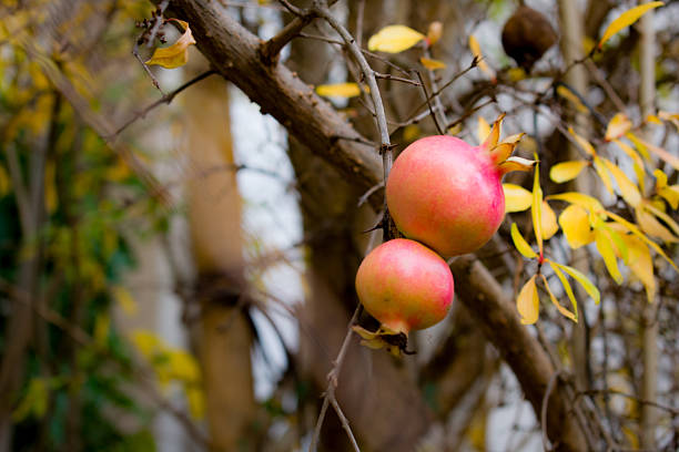 Pomegranate fruits (Punica granatum) hang from slender branches adorned with golden autumn leaves. The fruits are spherical with a red-orange hue, indicating they are unripe. The foliage is a mix of yellow and brown, typical of autumn. The background features a blurred white building, adding a neutral backdrop to the vibrant natural scene. This image captures a blend of seasonal change and the fruit's maturation process.