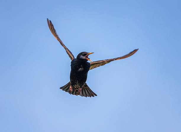 istock A black starling bird flies against a blue sky with its wings spread 2246559417