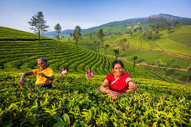 istock Tea Harvest on the Green Hills — Munnar, India 2246559901
