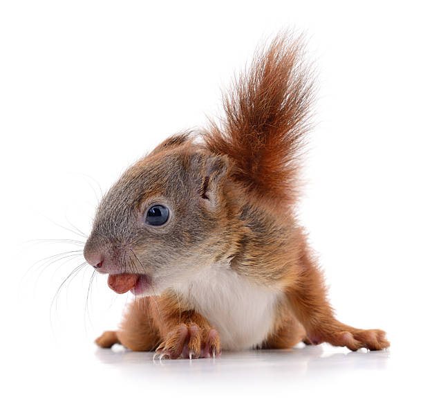 istock Cute baby squirrel with a nut in its mouth isolated on white background 2246560089