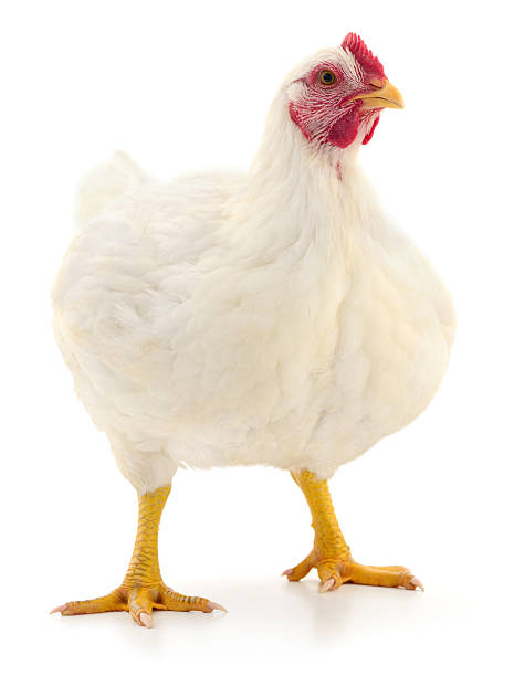 istock White broiler chicken isolated on white background 2246560091